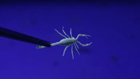 Scorpion Night Lights