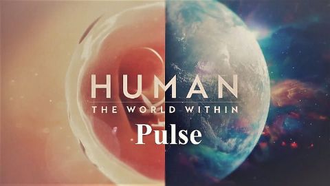 Pulse