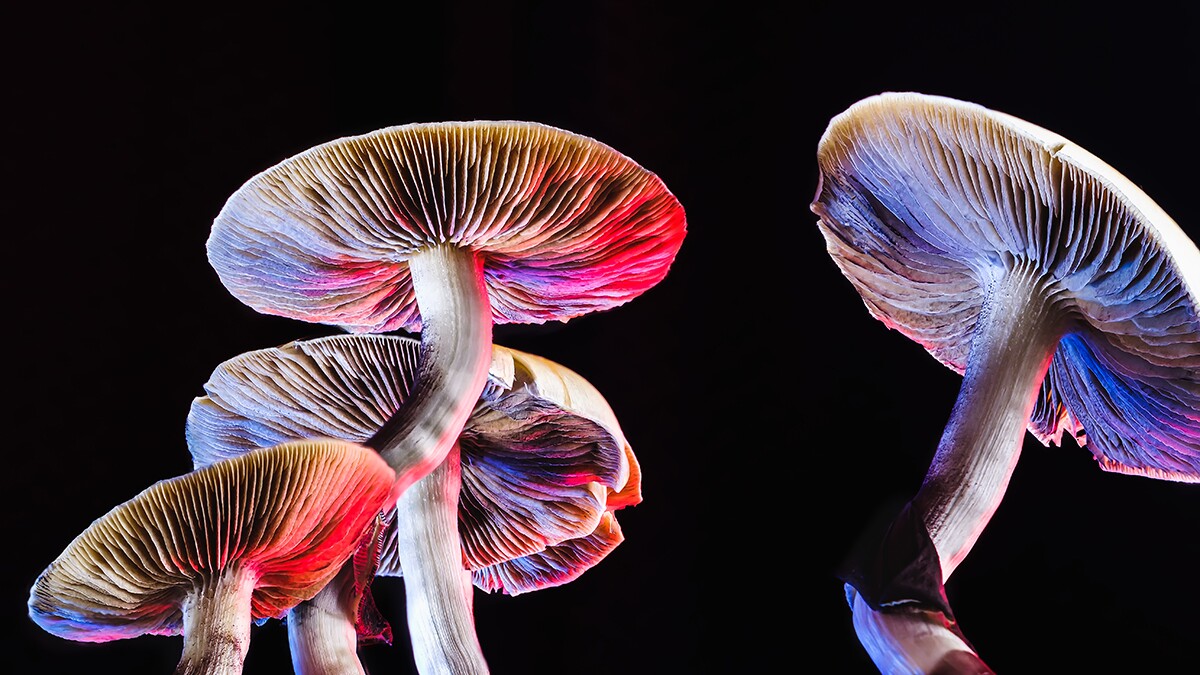 Can Psychedelics Cure?